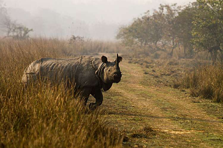 Assam & Meghalaya Tour | Guwahati, Shillong & Kaziranga Safari